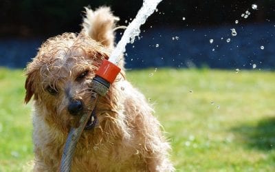 4 Ways You’re Being Hosed by Your PPC Provider