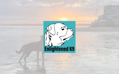 Enlightened K9 — A Tailored Digital Strategy That Fetches Real Results